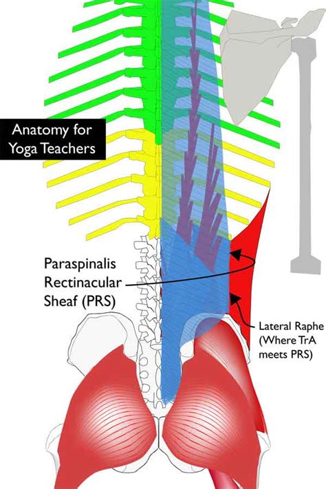 Anatomy And Biomechanics Of Low Back Stability