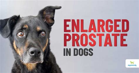 How To Manage An Enlarged Prostate Dogs Naturally