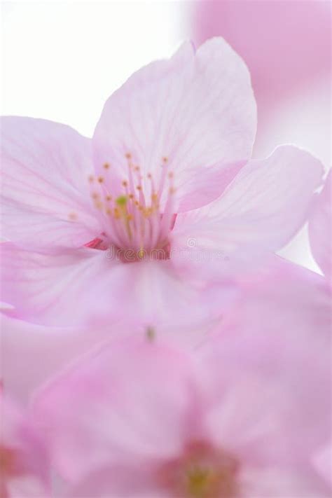 Macro Details Of Pink Cherry Blossoms In Japan Stock Image Image Of