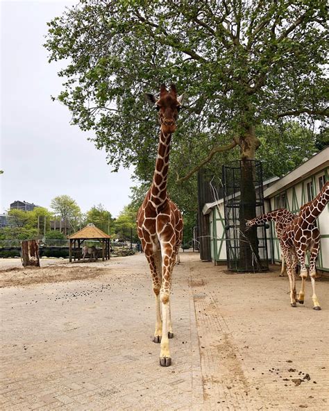 Artis Zoo Amsterdam Tarifs Réductions Informations Pratiques Avis