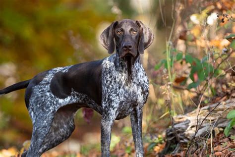 Get In Shape With These Athletic Dog Breeds Critter Culture