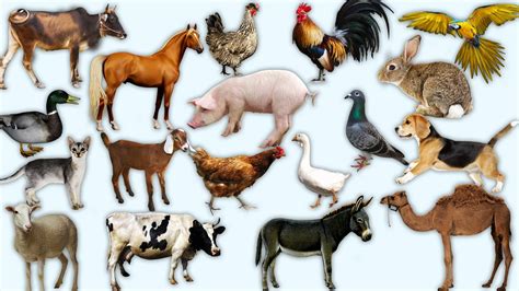 Learn Domestic Animals For Preschool Toddlers Learning Prepossessing