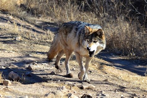 Killed Mexican Grey Wolf Highlights Troubles With New Proposal | Nature ...