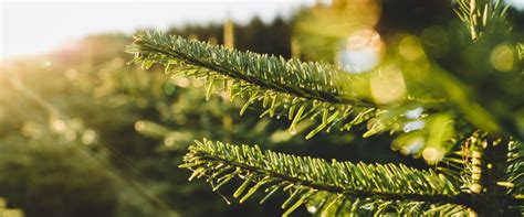 Cut Your Own Christmas Tree Farms Near Atlanta