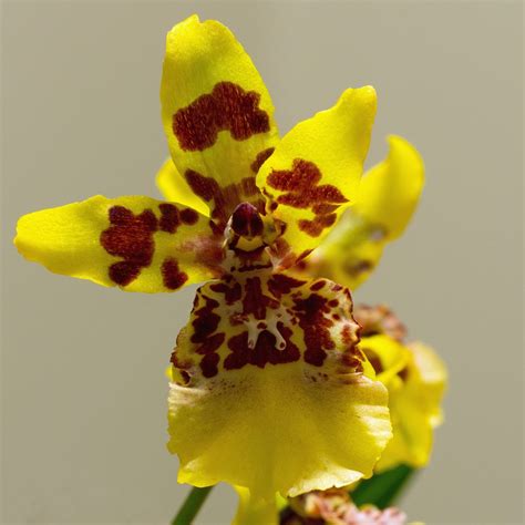 ¿cómo Se Cuidan Las Orquídeas Oncidium Jardineria On