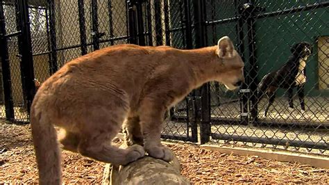 Cougar Puma Mountain Lion Cubs Play Cincinnati Zoo Youtube