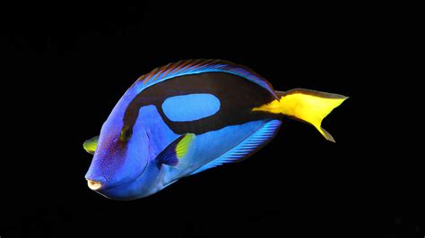 Wallpaper Surgeonfish Water Aquarium Reef Animals Blue Yellow