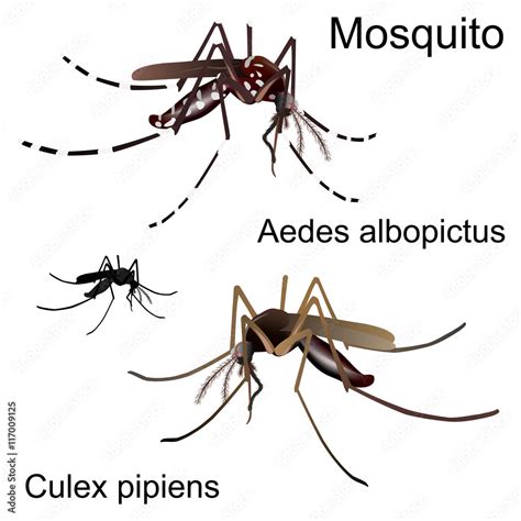 Differences Between Common Mosquito Culex Pipiens And Asian Tiger