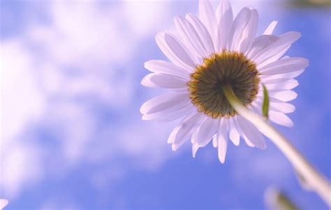wallpaper flower the sky clouds flowers nature daisy for mobile and desktop section цветы