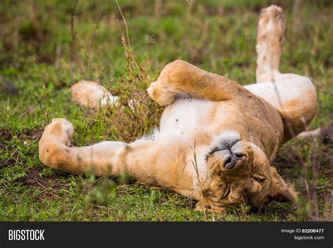 Napping Lion Image And Photo Free Trial Bigstock