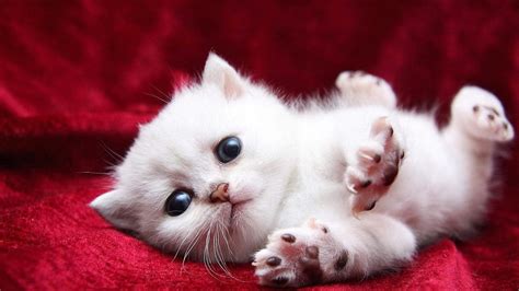 Little White Cat Hd Cat Wallpapers Kittens Puffy Cats