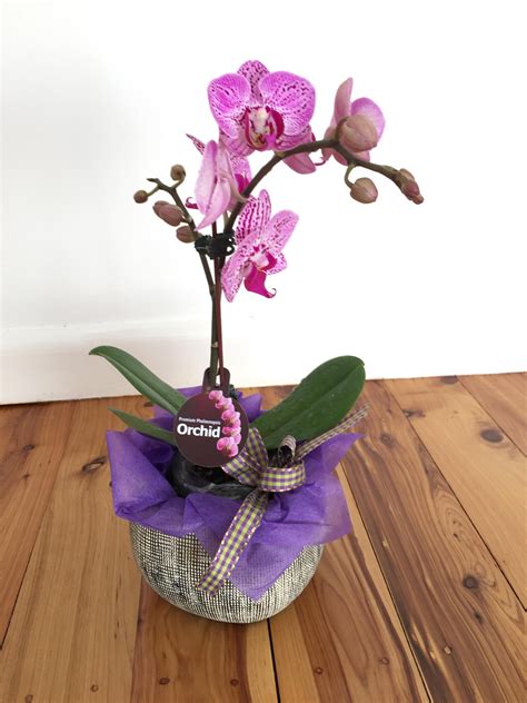 Phalaenopsis Orchid Purple Frances Dunn Florist