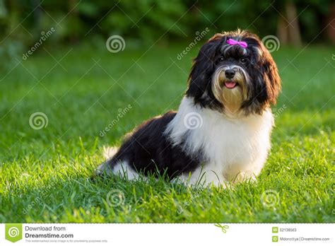 Happy Black And White Havanese Puppy Dog Is Sitting In The Grass Stock