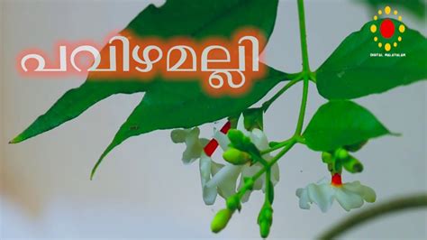 Apr 21, 2017 · 3. Pavizhamalli (Night-flowering Jasmine), Parijat - YouTube