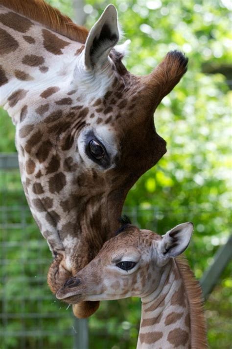 Giraffe Love Animals Cute Animals Baby Animals
