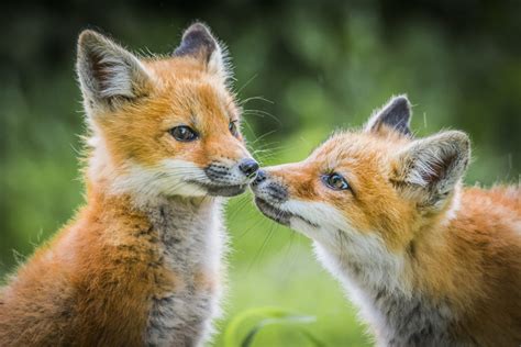 Wildlife Photo Of The Week Baby Foxes
