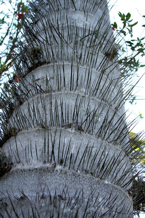 Photo Of The Thorns Spines Prickles Or Teeth Of Macaw Palm Acrocomia