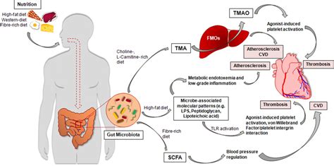 The Gut Microbiota An Emerging Risk Factor For Cardiovascular And