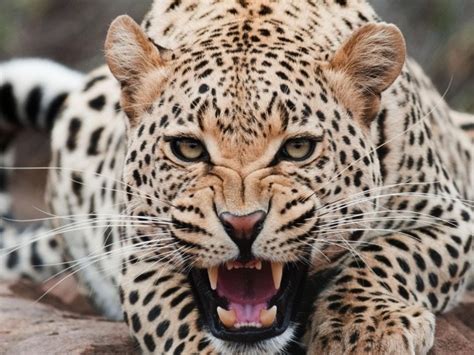Angry Jaguar Bared His Teeth Wallpapers And Images Wallpapers