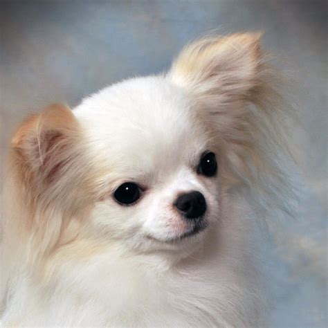 Gorgeous Cream Coloured Long Haired Chihuahua Just Like My Little Guy ️