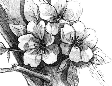 Cherry Blossom Drawing In Pencil On Behance