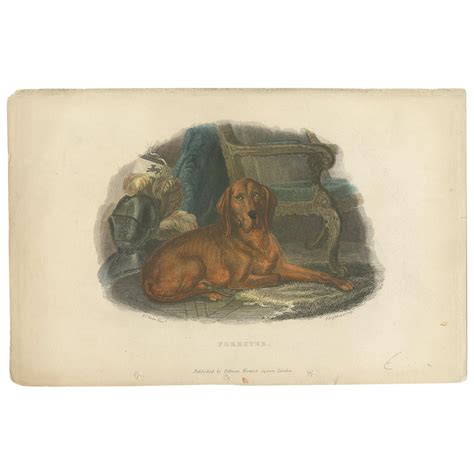 Antique Print Of A Hound Dog By Th Breidwiser 1879 For Sale At 1stdibs