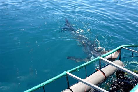 Best Shark Cage Diving Honolulu Shark Diving Unlimited