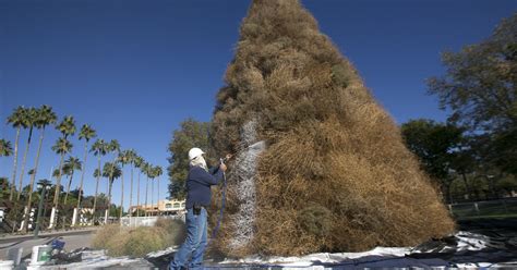 why do tumbleweeds tumble they likely arrived as stowaways in shipments of flax seeds brought