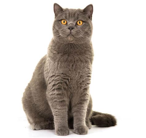 British Shorthair Cat Breed Information Purina