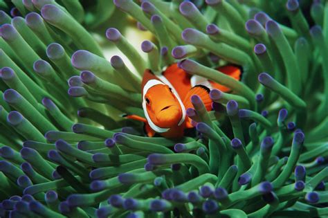 Stunning Underwater Plants And Sea Life On The Ocean Floor