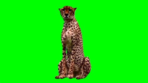 Green Screen Animals Cheetah Stock Footage Video Youtube