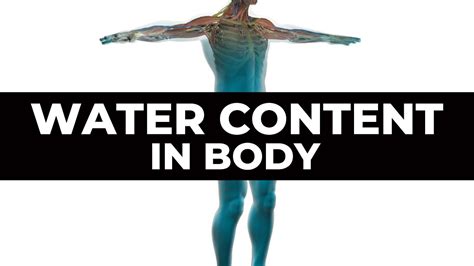 WATER CONTENT IN HUMAN BODY ROLE OF WATER YouTube