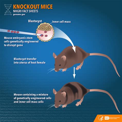 Which Of The Following Best Describes Knockout Mice Alexander Has Perkins