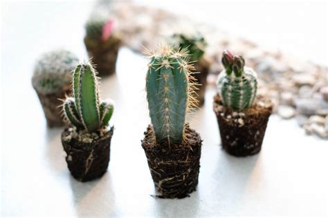 How To Grow Cacti Geniuswriter
