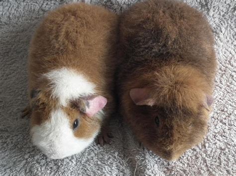 Teddy Guinea Pigs In Battle Expired Friday Ad