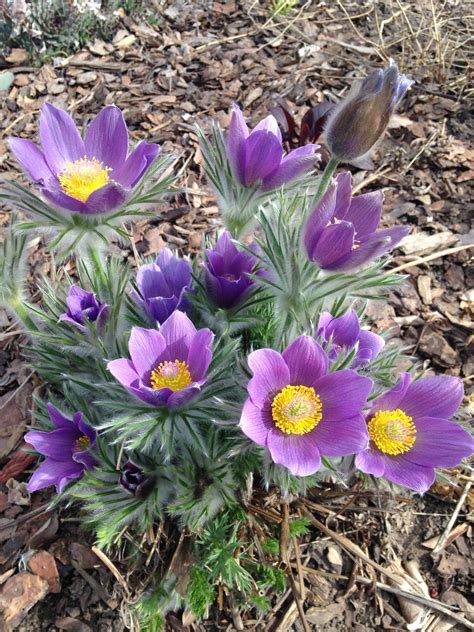 Jeffco Gardener Landscaping With Colorado Native Plants Conference