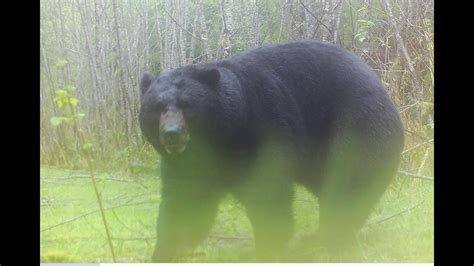 Washington State Black Bear Youtube