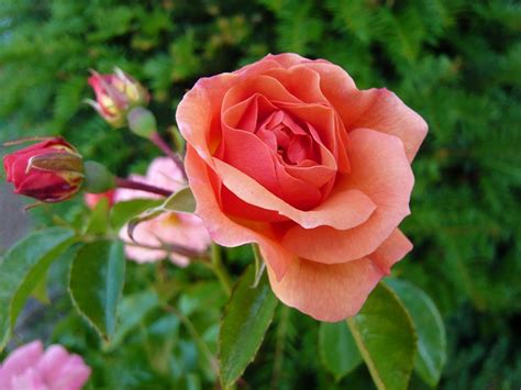 Floribunda Rose Summer Beauty Order Online From Ashwood Nurseries