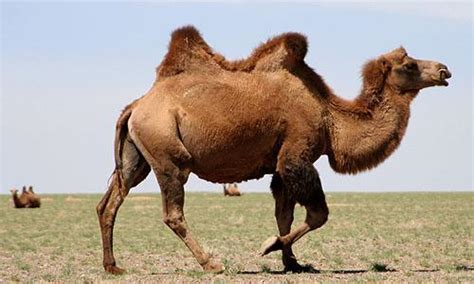 El Camello La Guía De Biología