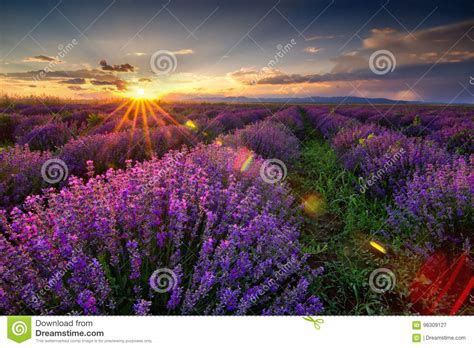 Stunning Landscape With Lavender Field At Sunset Stock
