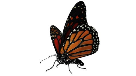 Monarch butterfly rigged animation 3D - TurboSquid 1473476