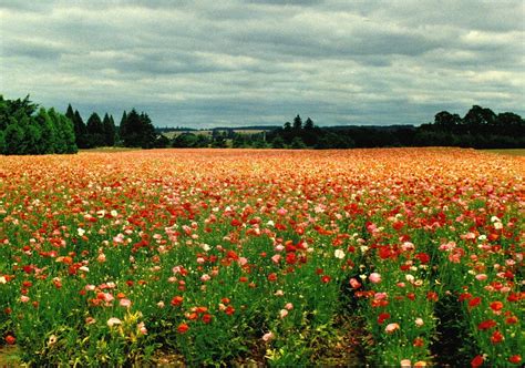 The Most Beautiful Flower Fields In The Usa