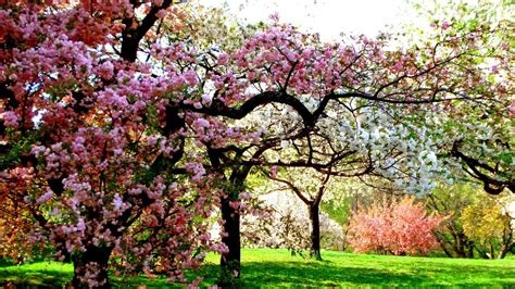 Colors Of Spring Tree Sunshine Garden Beauty Nature