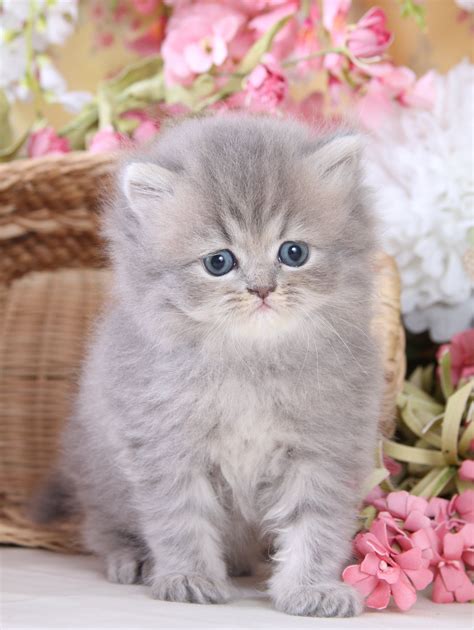 Teacup Persian Kittens For Sale Melbourne