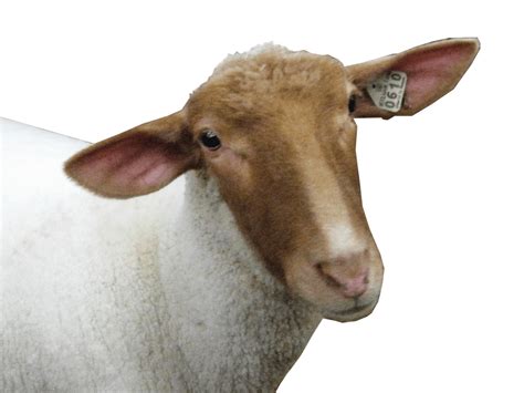 Sheep Png Images Transparent Free Download