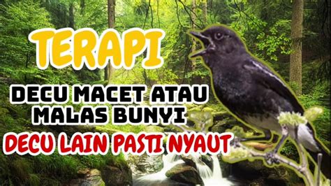 Apr 06, 2021 · download suara burung mp3 ⭐masteran pancingan terapi vareasi kicauan dan terlengkap dan mudah untuk di download secara gratis omkicau Decu Kembang Gacor - Decu Kembang Gacor Decu Kembang ...