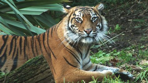 Win A Tiger Experience At London Zoo Competition Time Out London