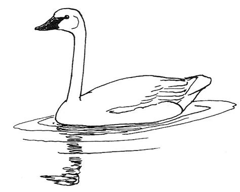 Download 284 The Trumpet Of The Swan Coloring Pages Png