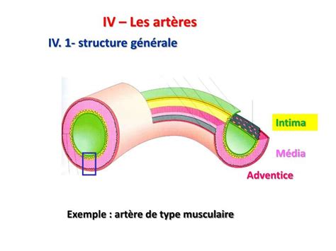 Ppt Histologie De Lappareil Cardio Vasculaire Powerpoint