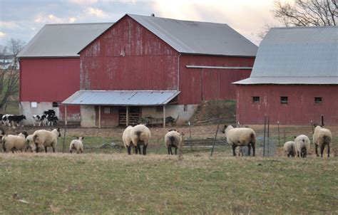 Another Barn Scene W Sheep And Cows Barn Farm Animals Old Houses
